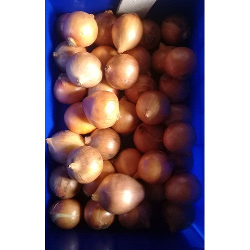 bawang bombay per 250gr