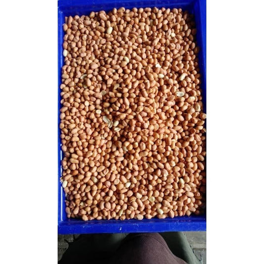 kacang tanah besar 8m per 500gr TUBAN peanuts